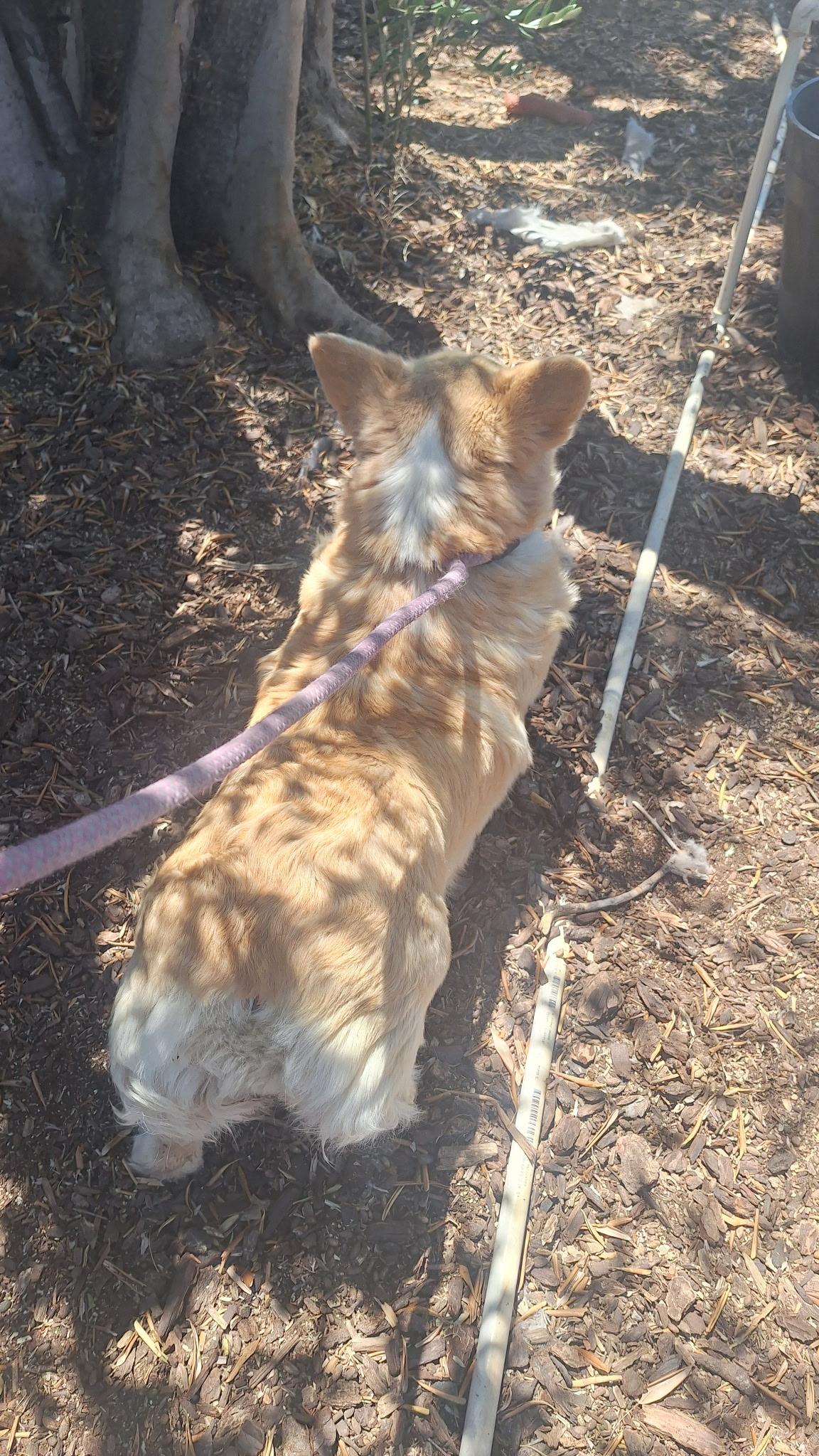 miss Mimi, a Adopted Pembroke Welsh Corgi in Los Angeles, CA image 1/5