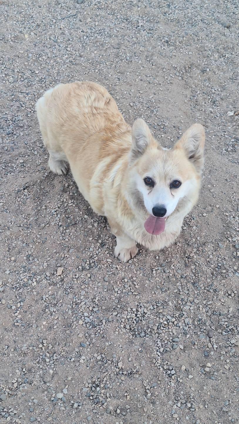 miss Mimi, a Adopted Pembroke Welsh Corgi in Los Angeles, CA image 5/5