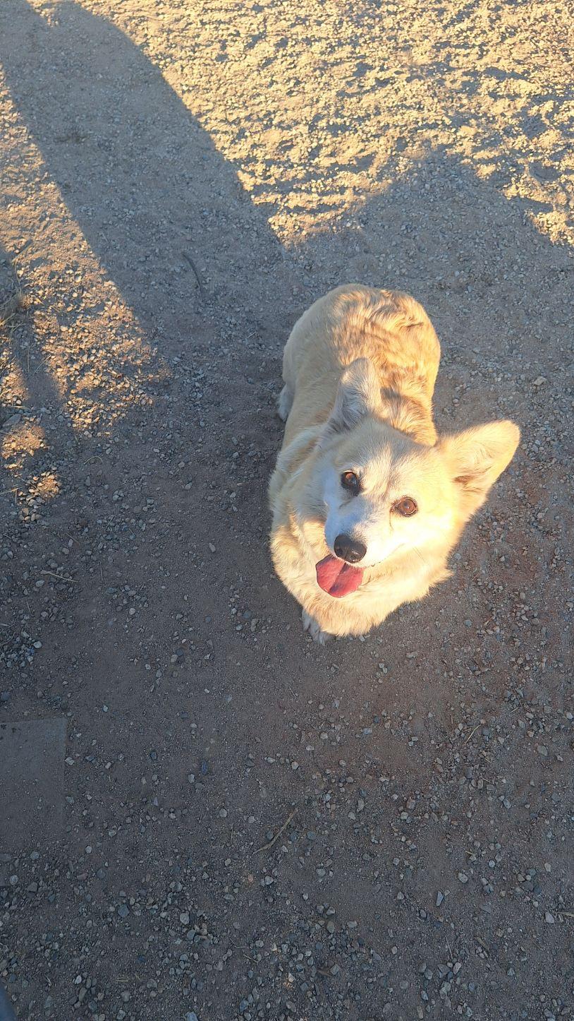 miss Mimi, a Adopted Pembroke Welsh Corgi in Los Angeles, CA image 3/5