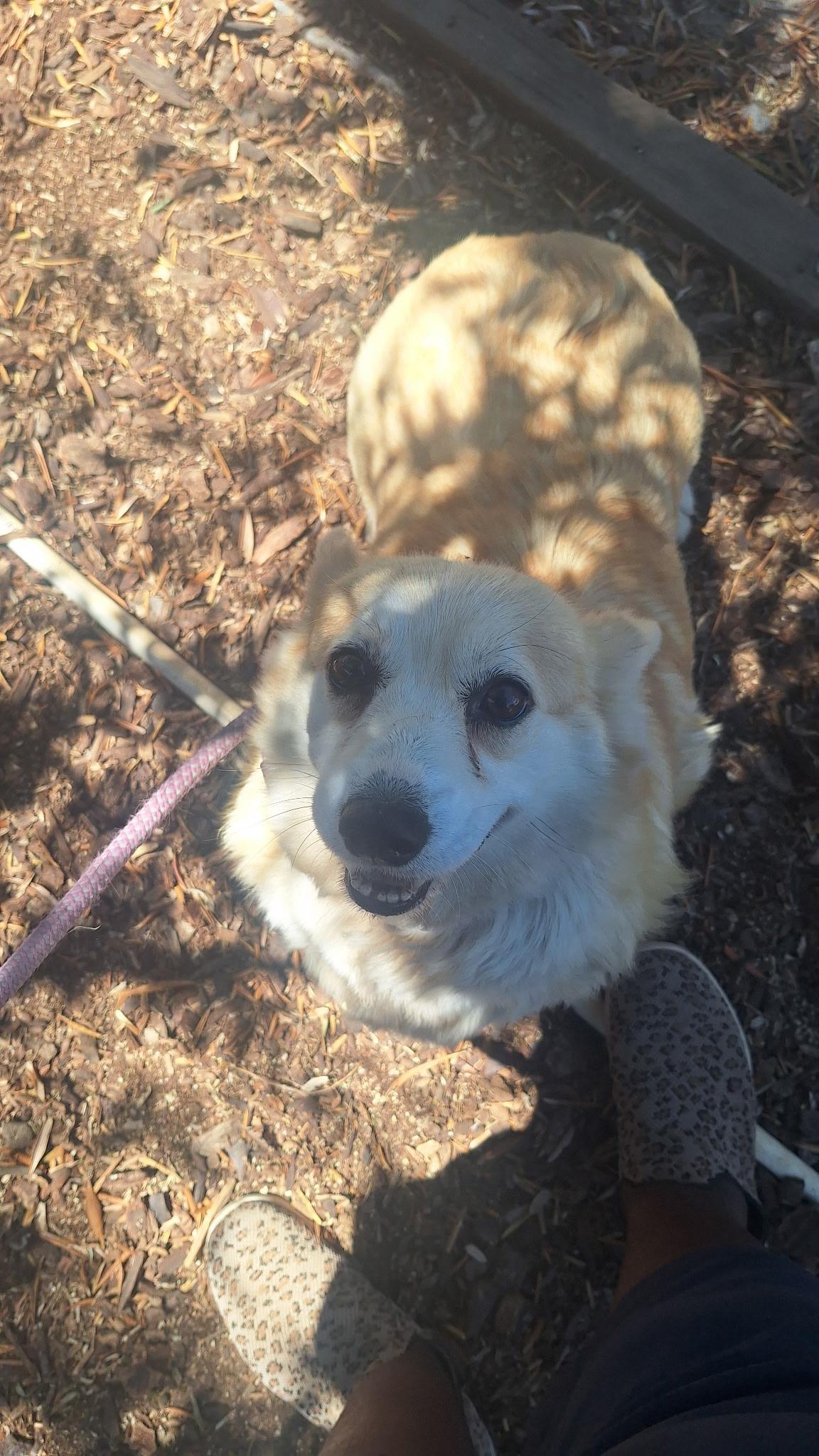 miss Mimi, a Adopted Pembroke Welsh Corgi in Los Angeles, CA image 2/5