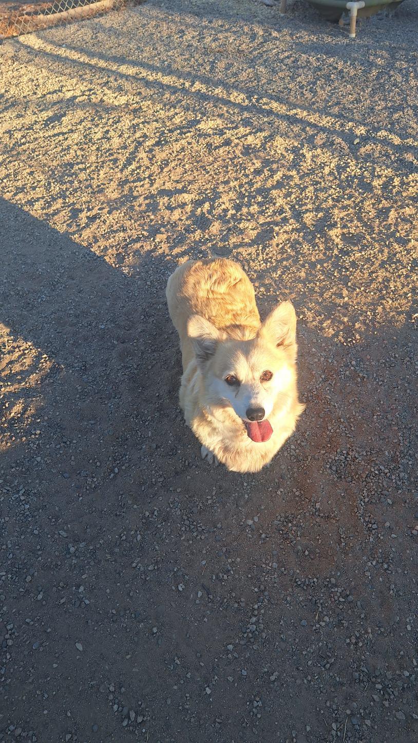 miss Mimi, a Adopted Pembroke Welsh Corgi in Los Angeles, CA image 4/5