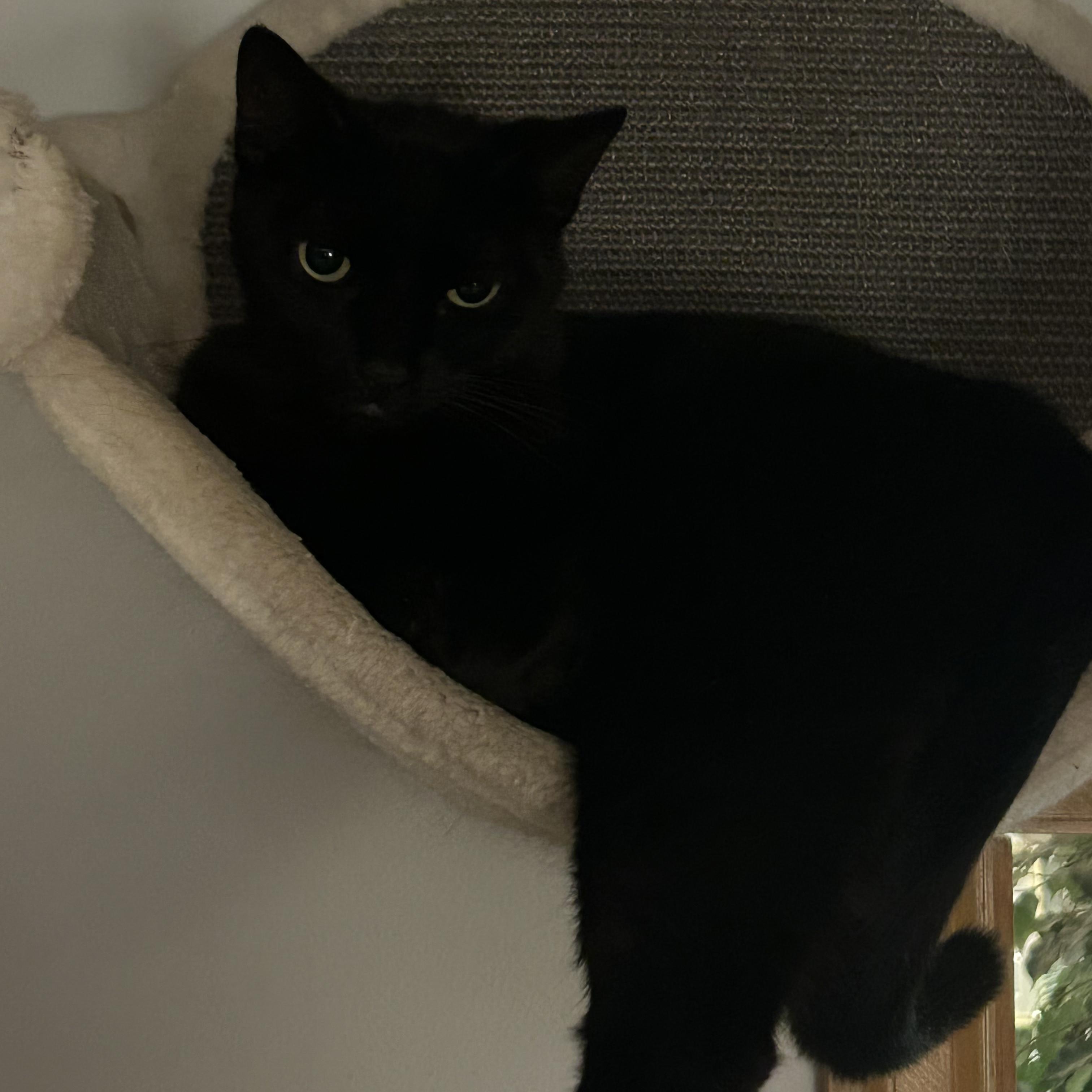 ARCHIE, a Adoptable Bombay in Staten Island, NY image 1/3