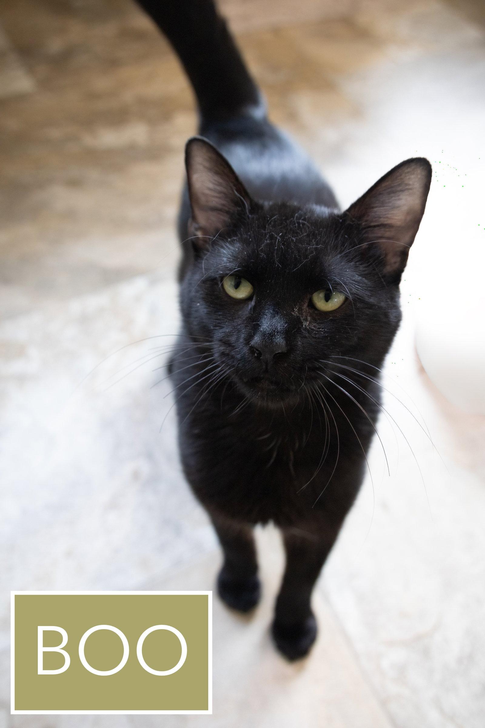 Boo (FCID# 02/19/2026 - 27 Trainer), Adopted, Adult Male Domestic Short Hair.