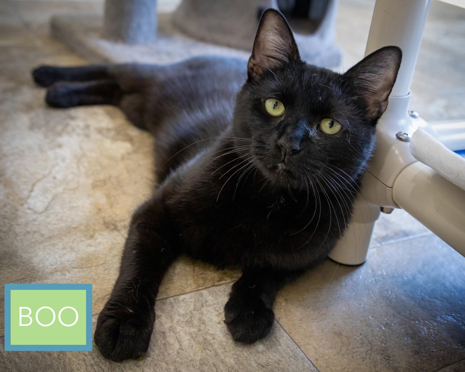 Enlarge Boo (FCID# 02/19/2026 - 27 Trainer), a Adopted Domestic Short Hair in Greenville, DE image 2/3