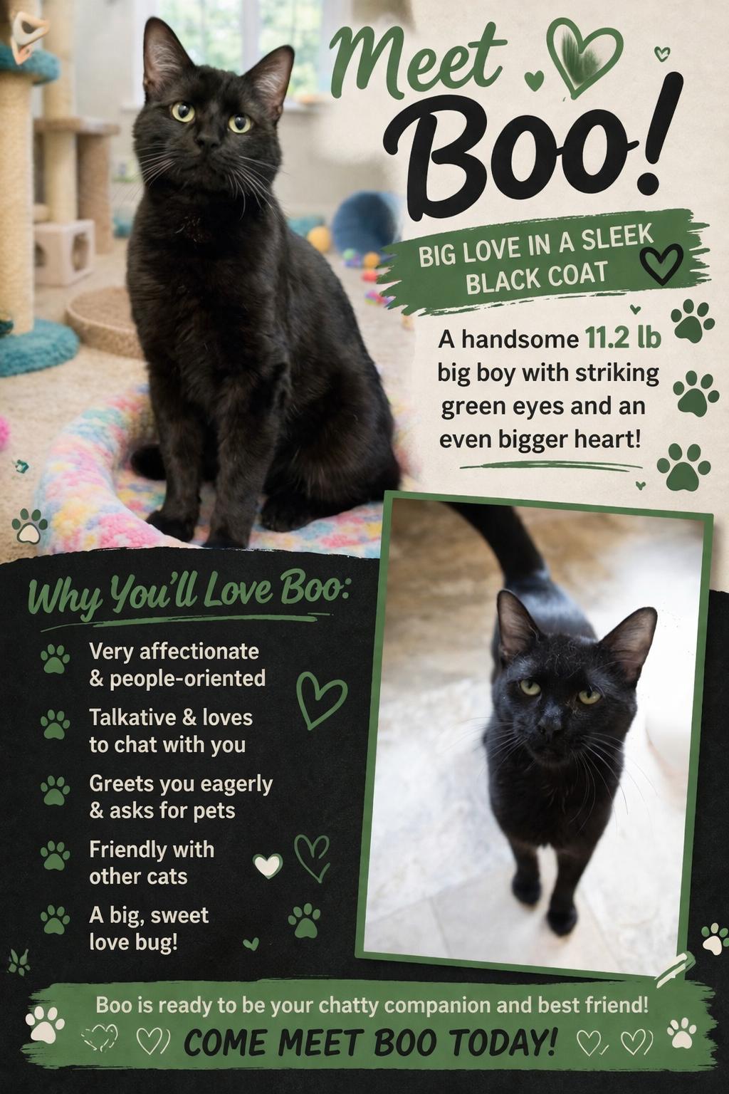 Enlarge Boo (FCID# 02/19/2026 - 27 Trainer), a Adopted Domestic Short Hair in Greenville, DE image 3/3