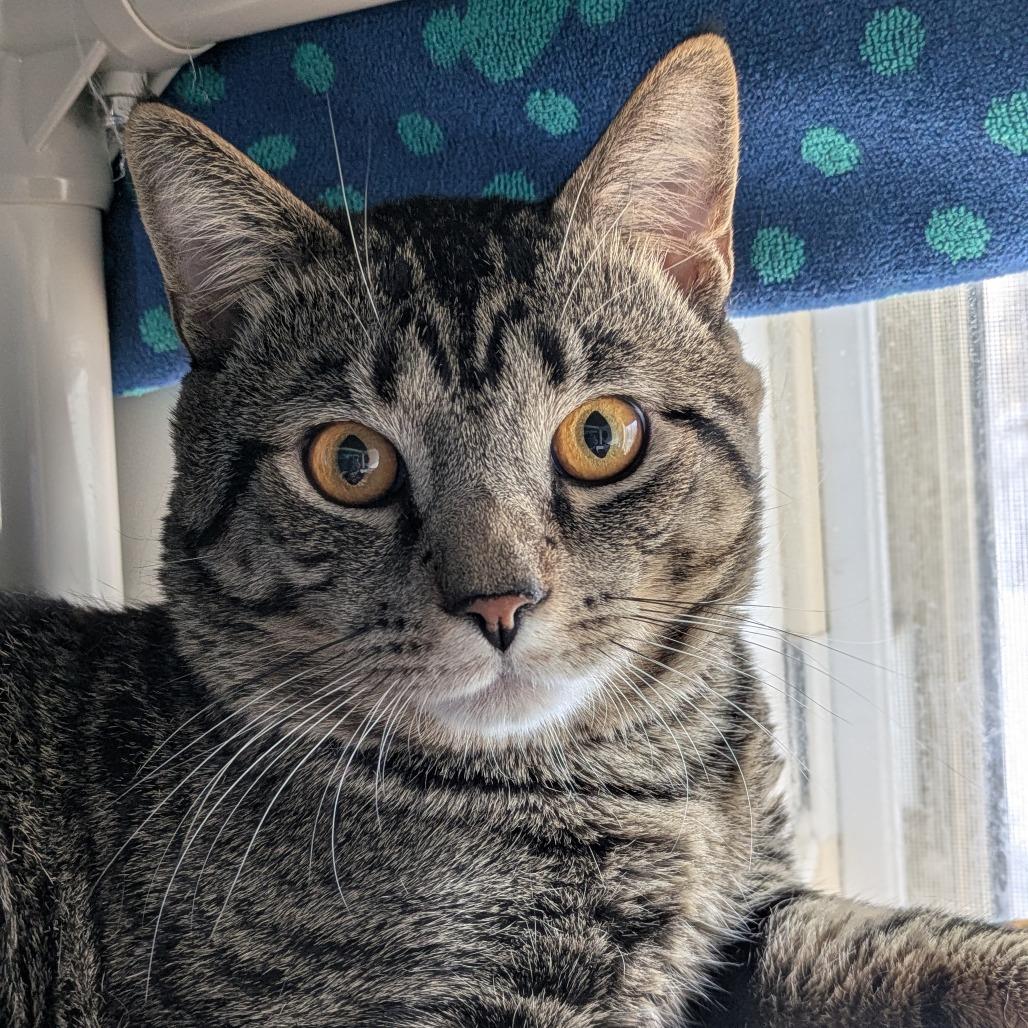 Enlarge Toni, a Adoptable Domestic Medium Hair in South Burlington, VT image 1/5