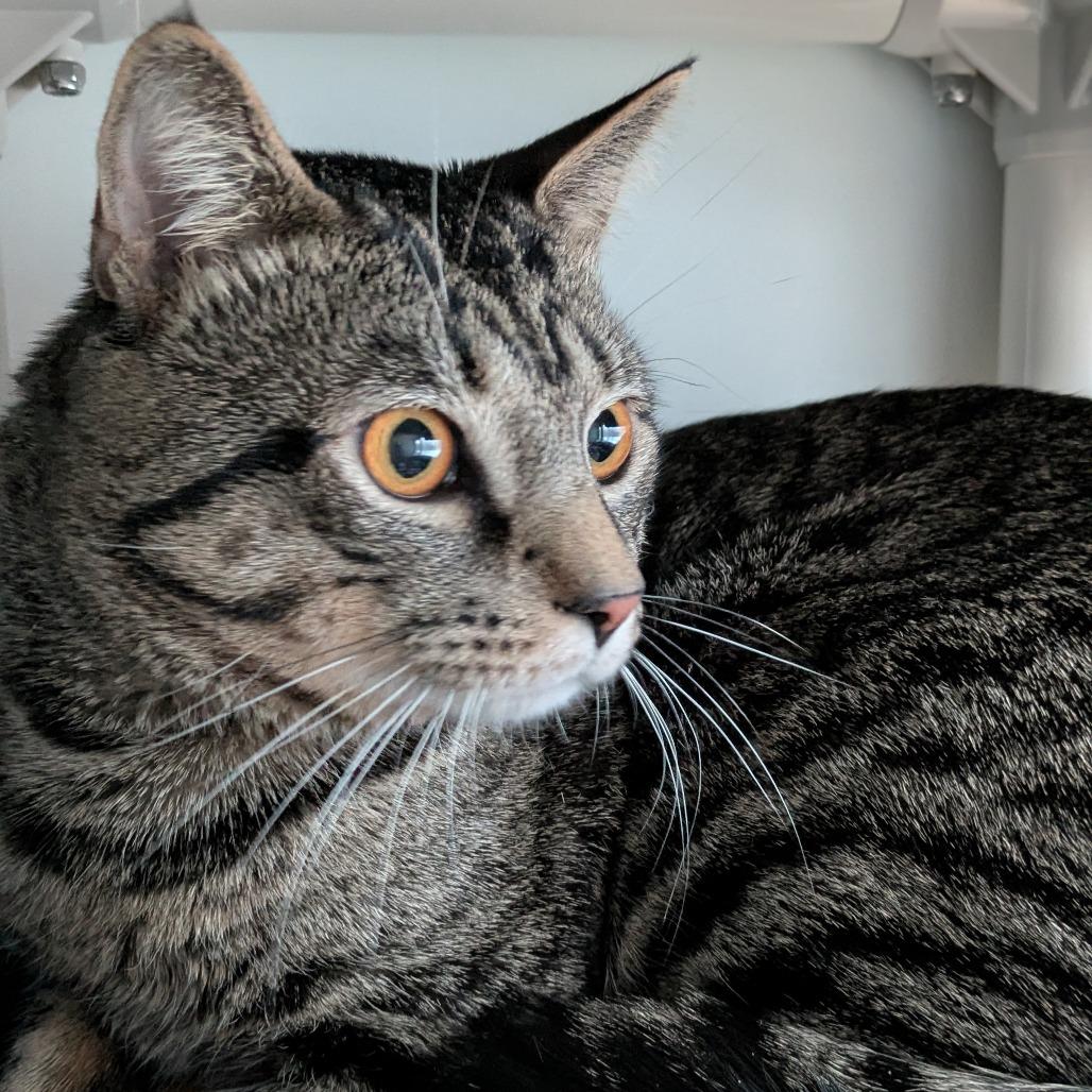 Enlarge Toni, a Adoptable Domestic Medium Hair in South Burlington, VT image 2/5