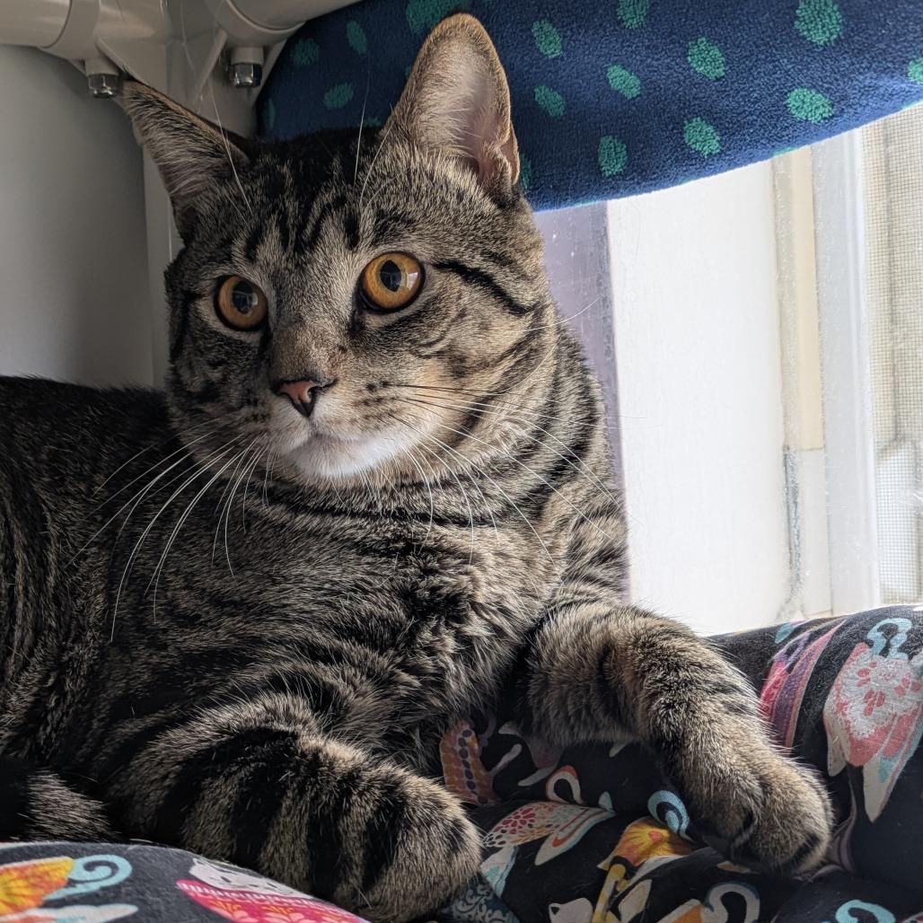 Enlarge Toni, a Adoptable Domestic Medium Hair in South Burlington, VT image 3/5