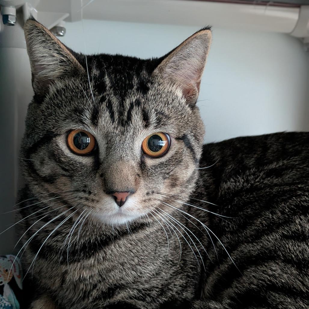 Enlarge Toni, a Adoptable Domestic Medium Hair in South Burlington, VT image 5/5