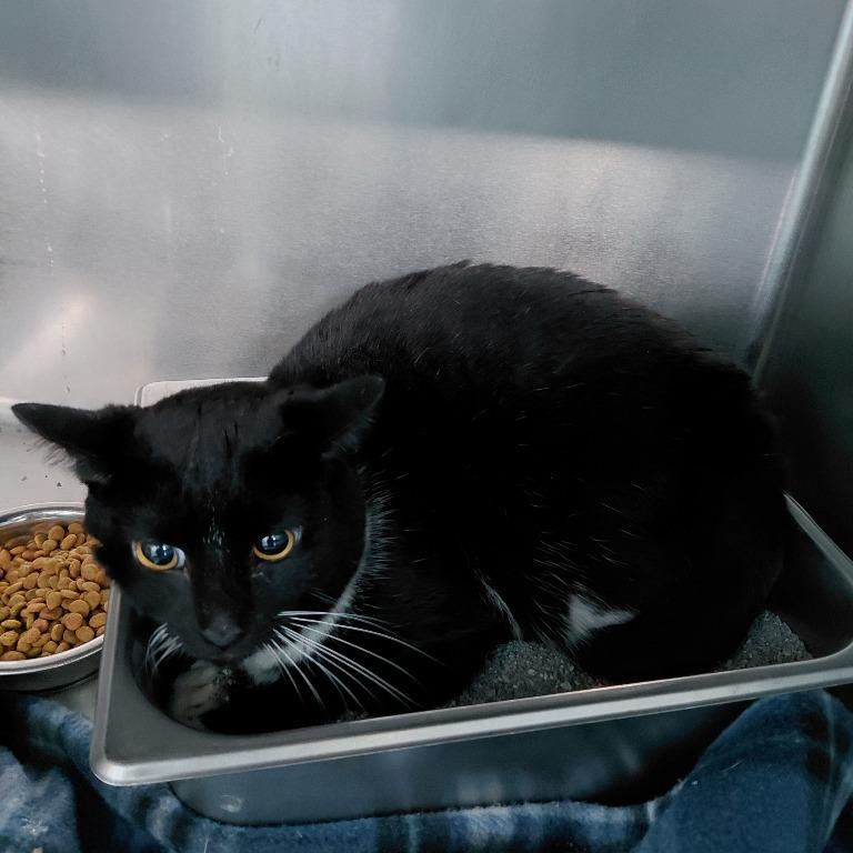 Enlarge Salem (Chef Boyardee), a Adoptable Domestic Short Hair in Henderson, KY image 1/1