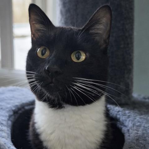 Enlarge Chef Boyar-Don't, a Adoptable Domestic Short Hair in Henderson, KY image 1/3