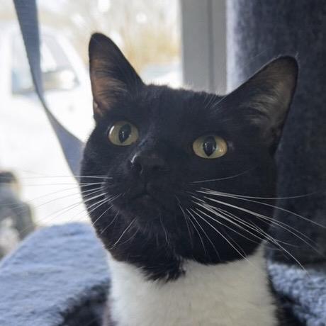 Enlarge Chef Boyar-Don't, a Adoptable Domestic Short Hair in Henderson, KY image 2/3