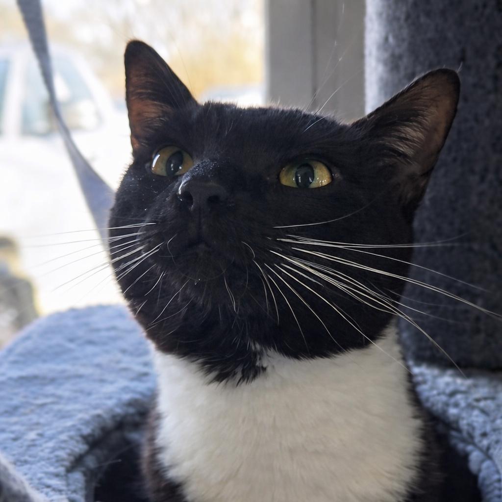 Enlarge Chef Boyar-Don't, a Adoptable Domestic Short Hair in Henderson, KY image 3/3