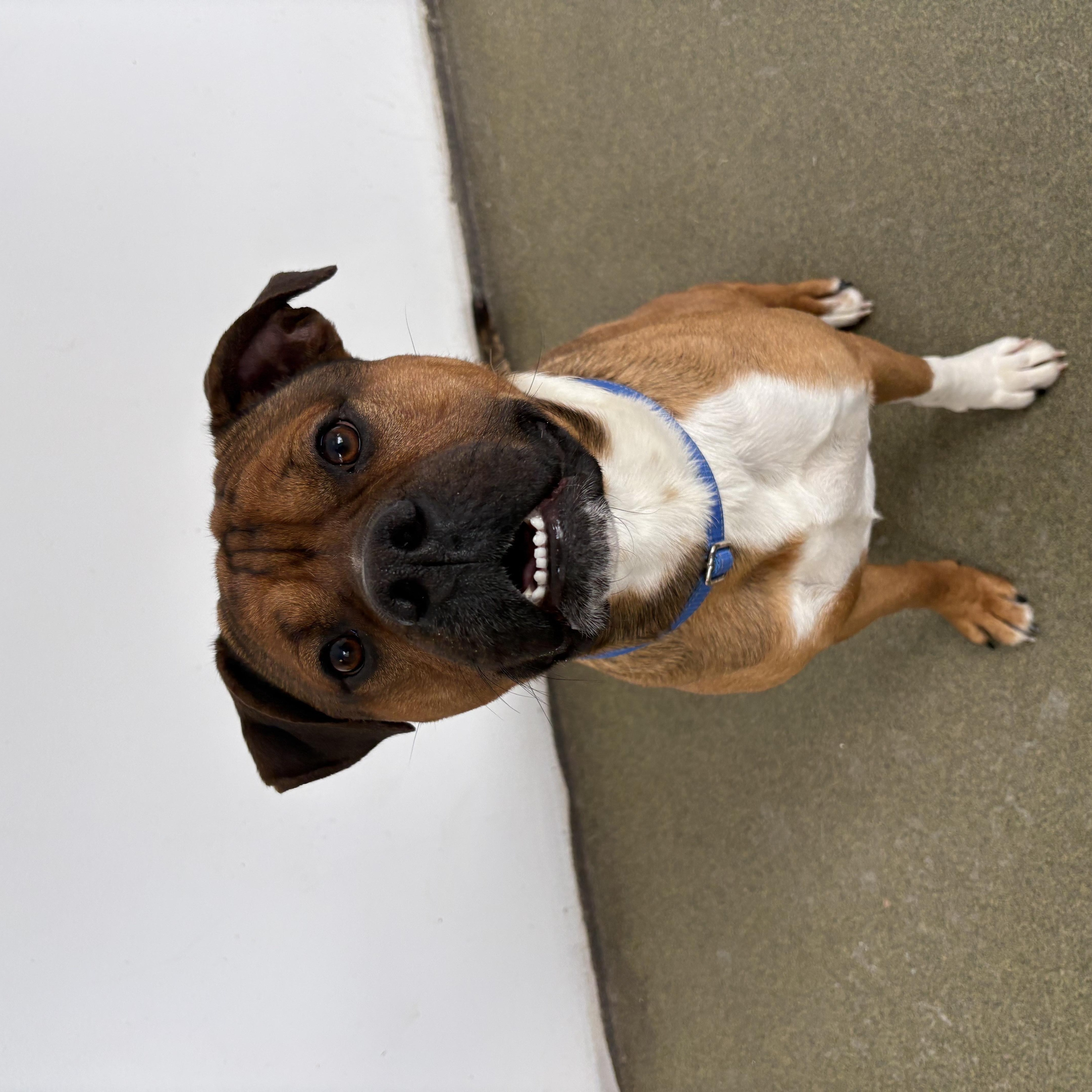 Rajah, a ADOPTABLE Mixed Breed in Mount Pleasant, MI image 4/4