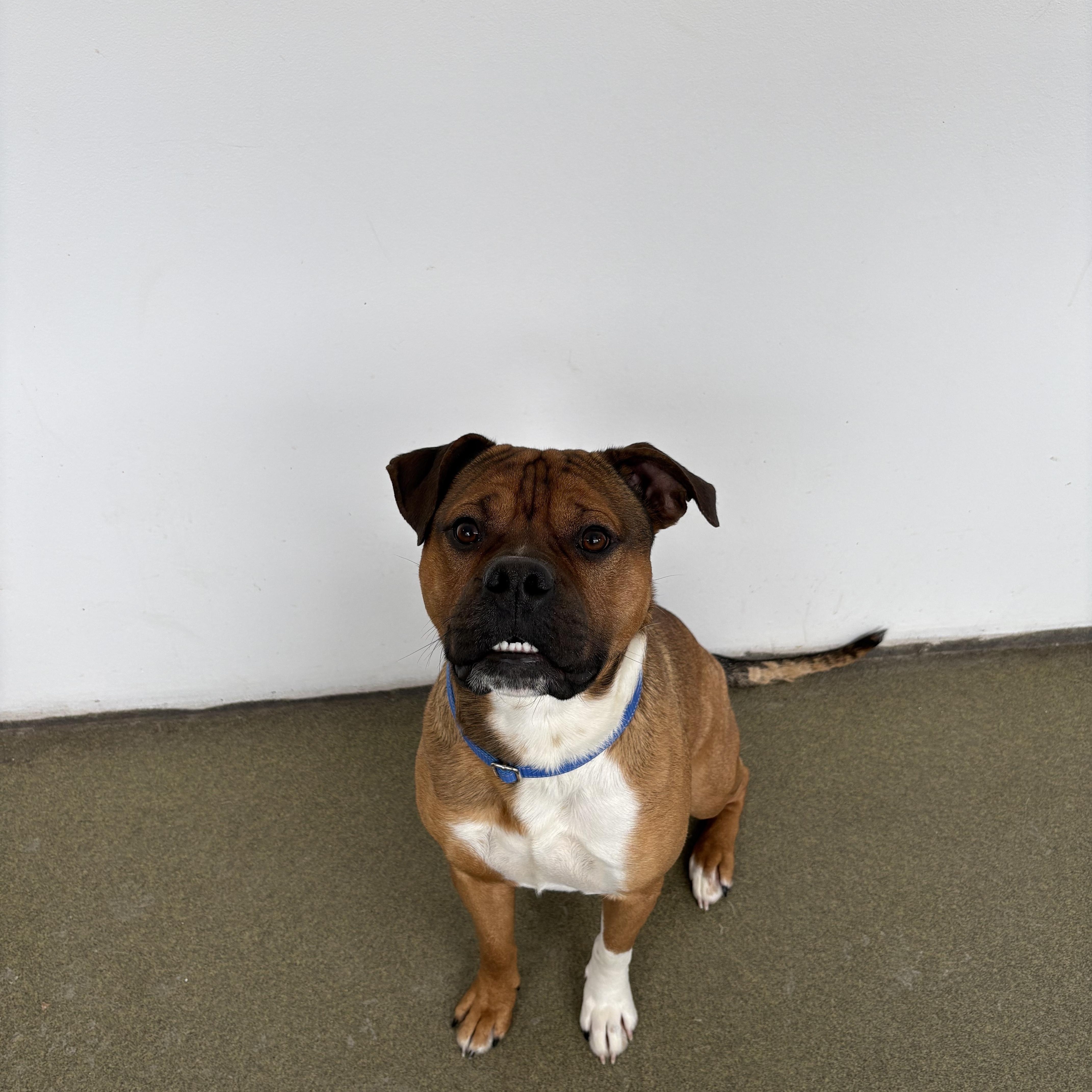 Rajah, a ADOPTABLE Mixed Breed in Mount Pleasant, MI image 2/4