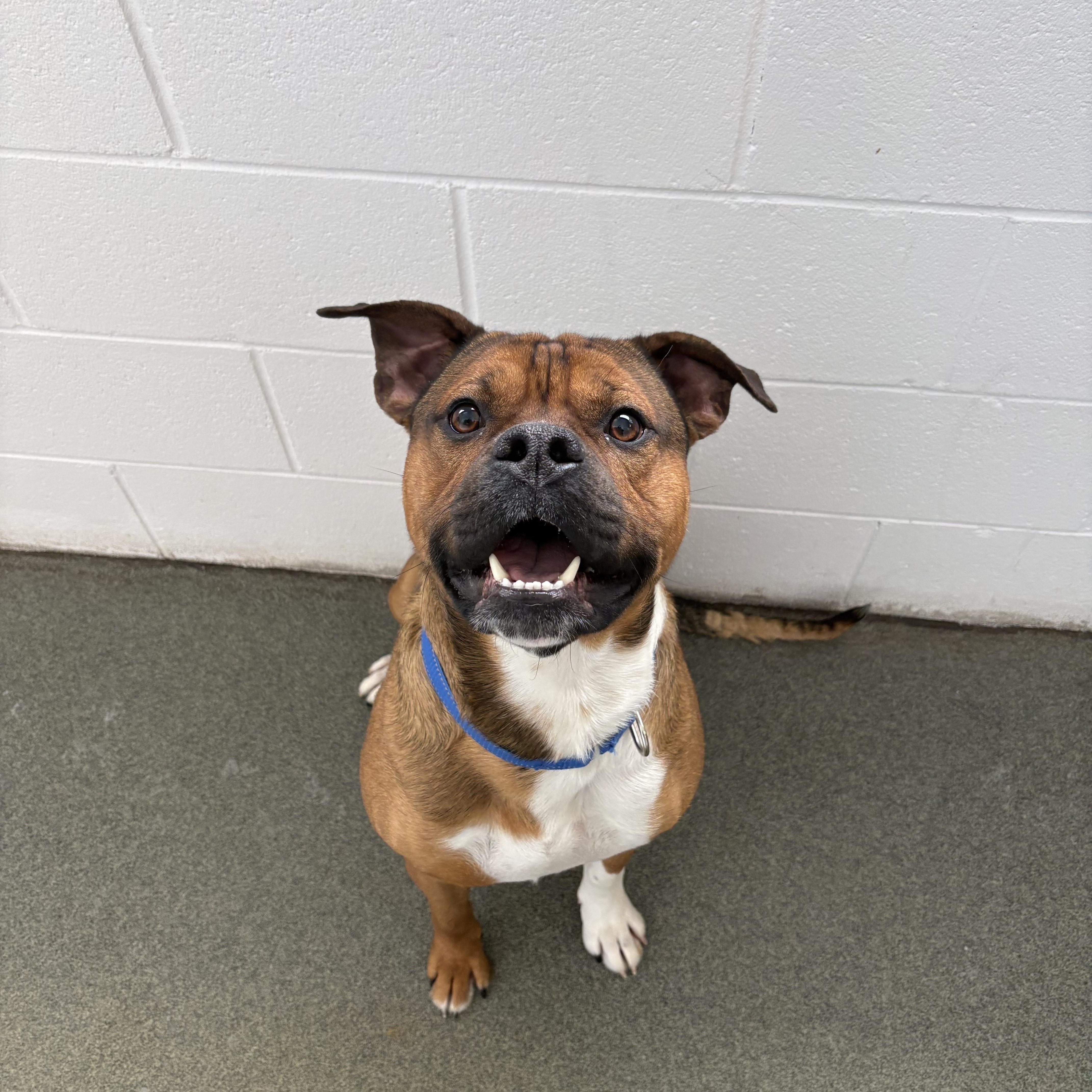 Rajah, ADOPTABLE, Adult Male Mixed Breed.
