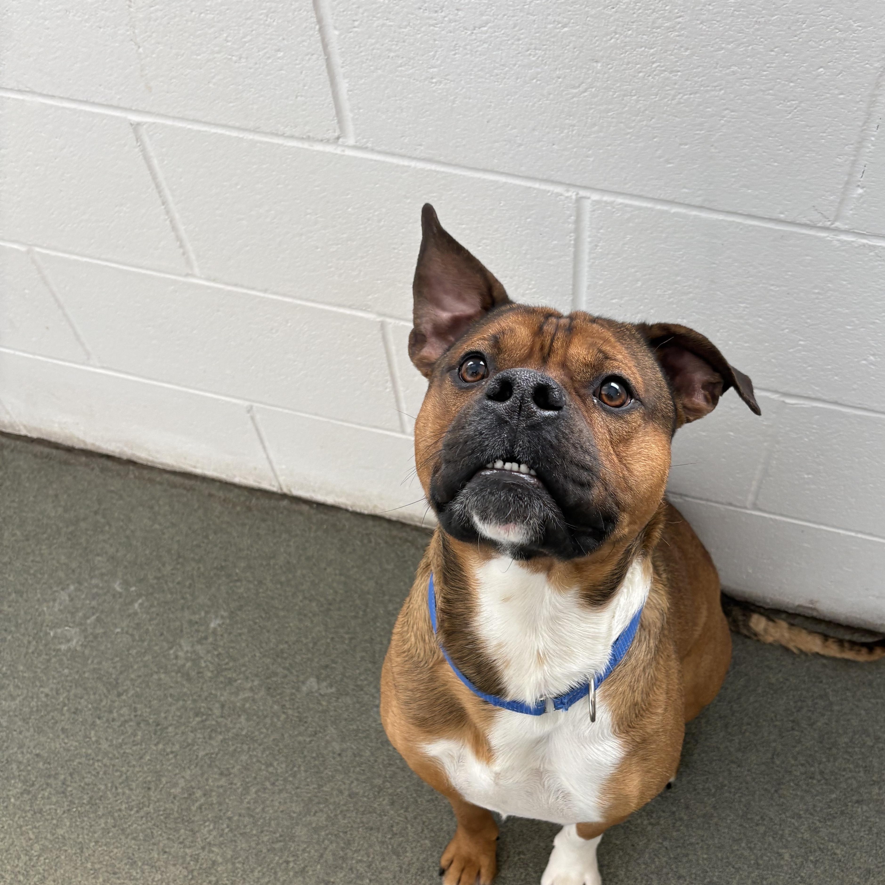 Rajah, a ADOPTABLE Mixed Breed in Mount Pleasant, MI image 3/4