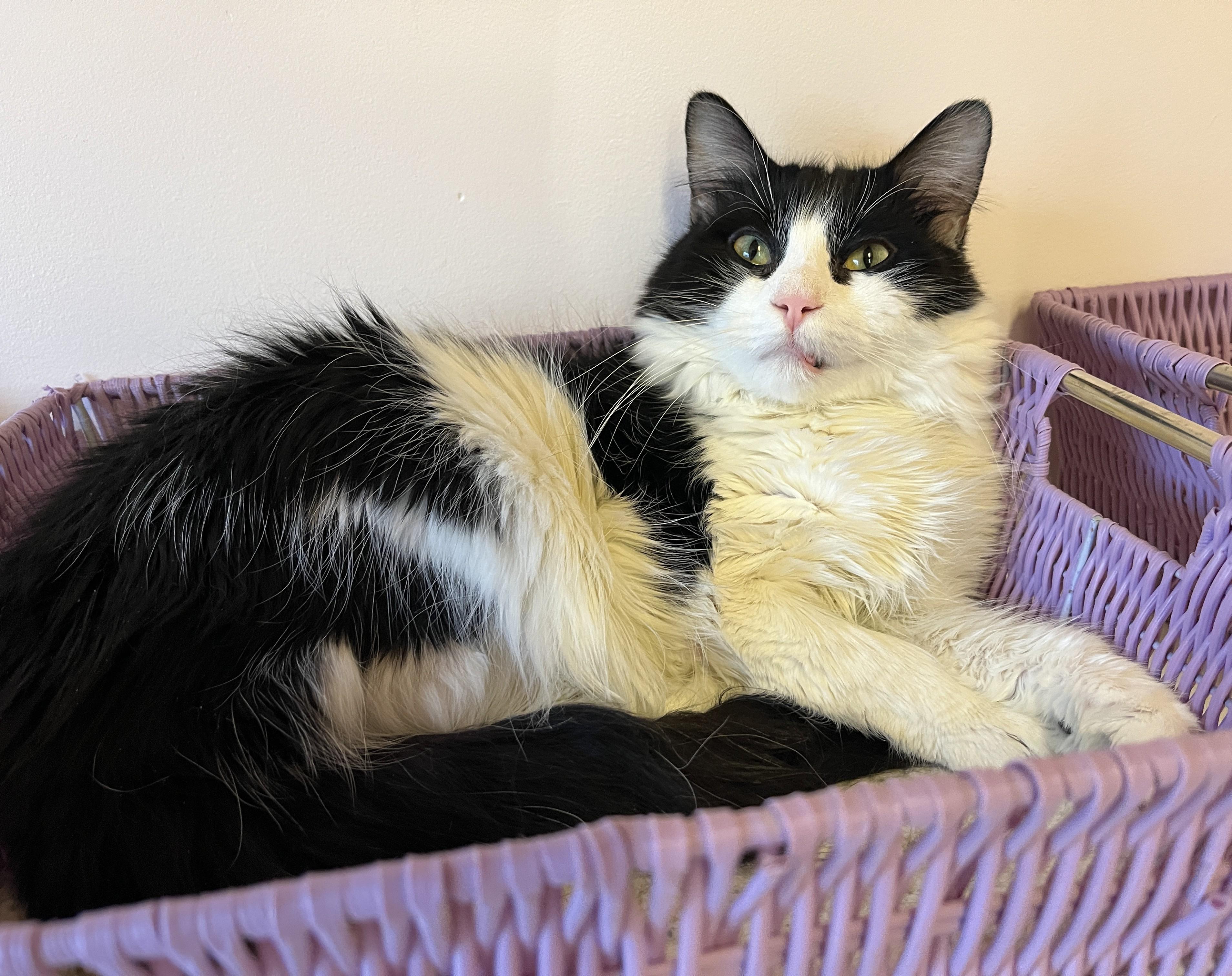 Enlarge PIKLIZ (CR/SC), a Adoptable Domestic Medium Hair in Sainte-Angele-de-Monnoir, QC image 5/6