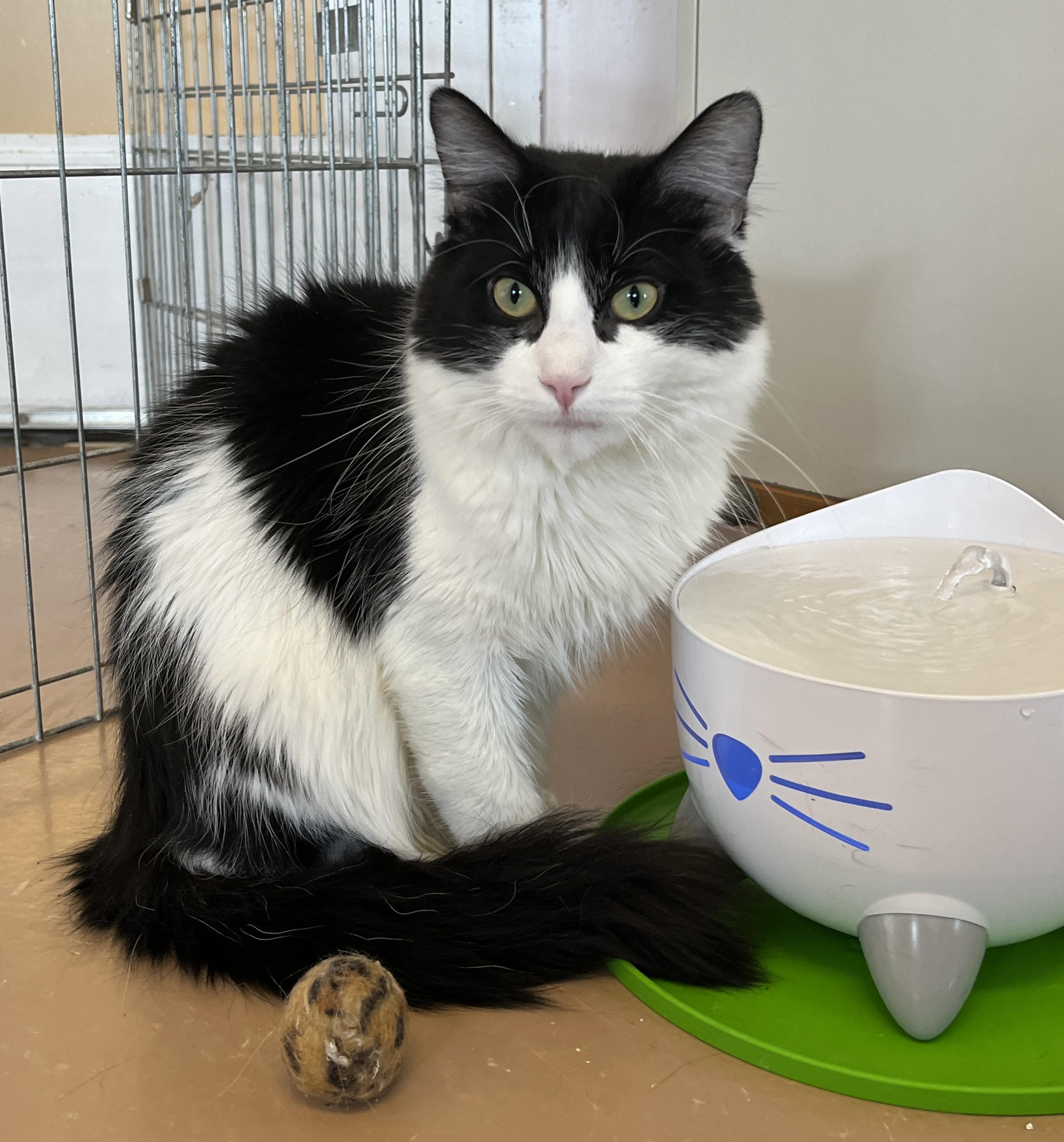 Enlarge PIKLIZ (CR/SC), a Adoptable Domestic Medium Hair in Sainte-Angele-de-Monnoir, QC image 4/6