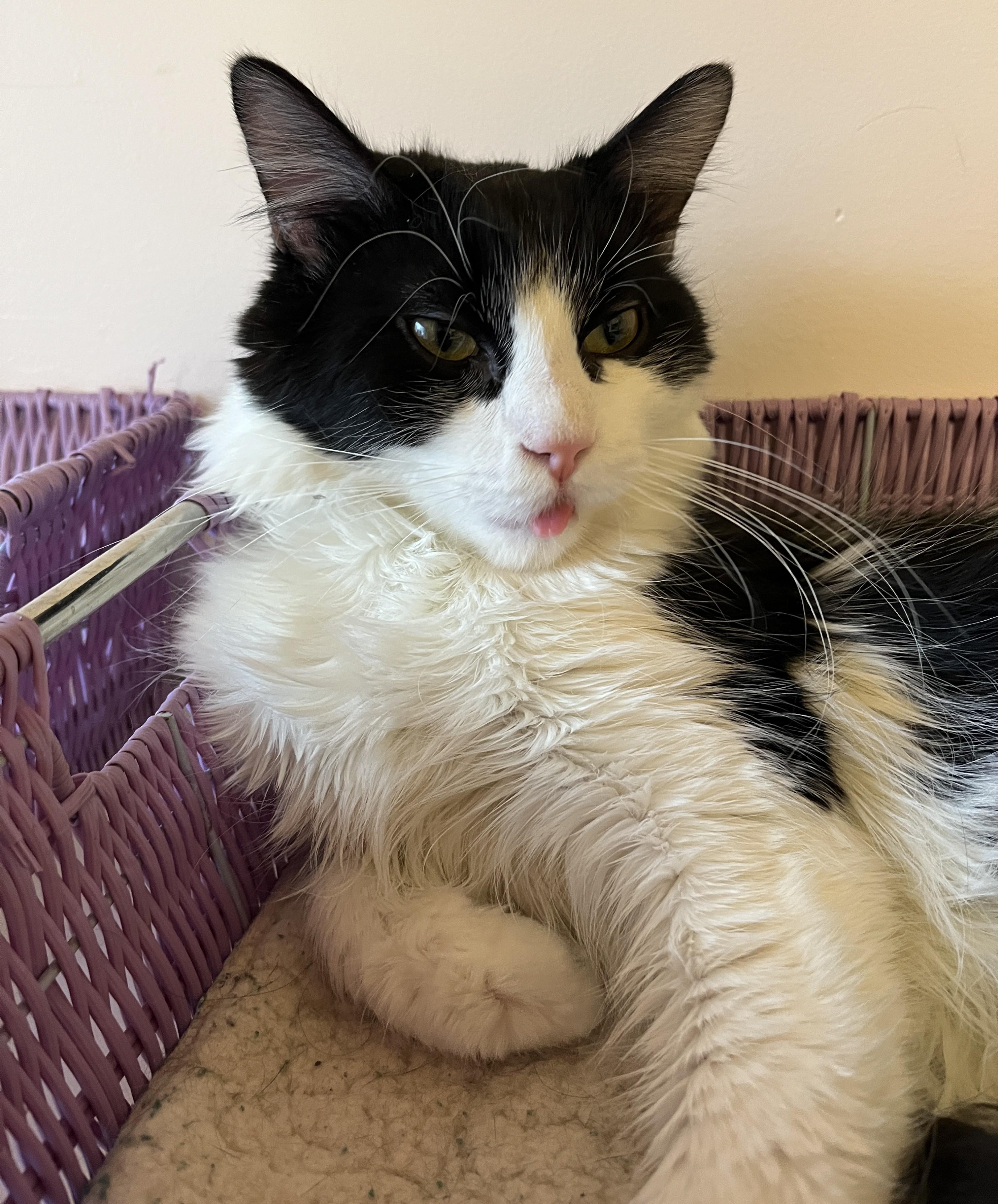 Enlarge PIKLIZ (CR/SC), a Adoptable Domestic Medium Hair in Sainte-Angele-de-Monnoir, QC image 1/6