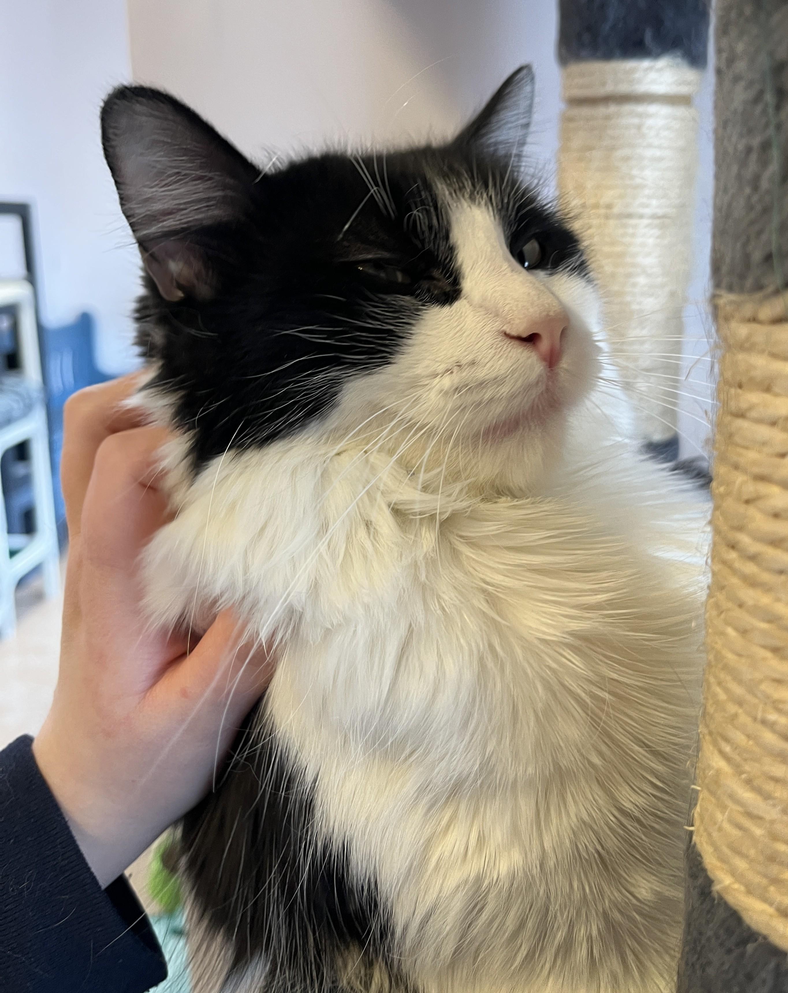 Enlarge PIKLIZ (CR/SC), a Adoptable Domestic Medium Hair in Sainte-Angele-de-Monnoir, QC image 3/6