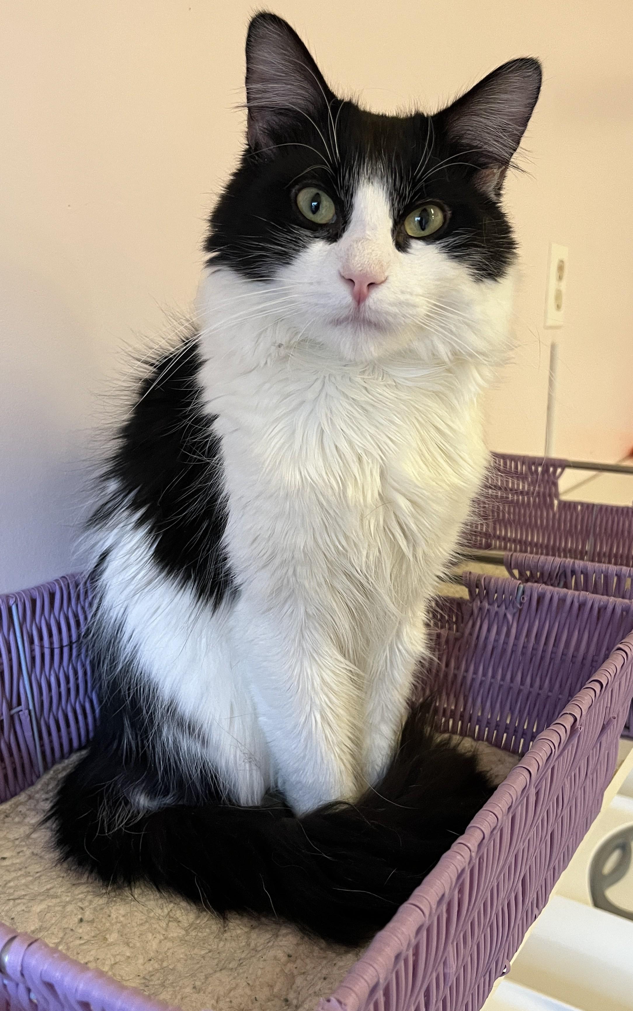 Enlarge PIKLIZ (CR/SC), a Adoptable Domestic Medium Hair in Sainte-Angele-de-Monnoir, QC image 2/6