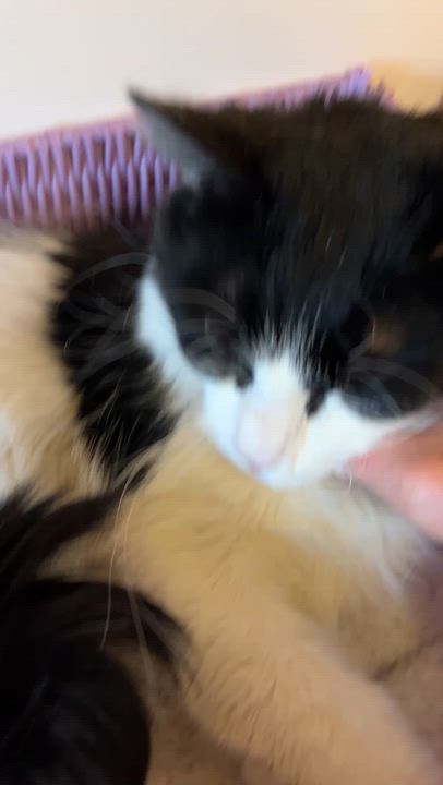 Enlarge PIKLIZ (CR/SC), a Adoptable Domestic Medium Hair in Sainte-Angele-de-Monnoir, QC video 6/6