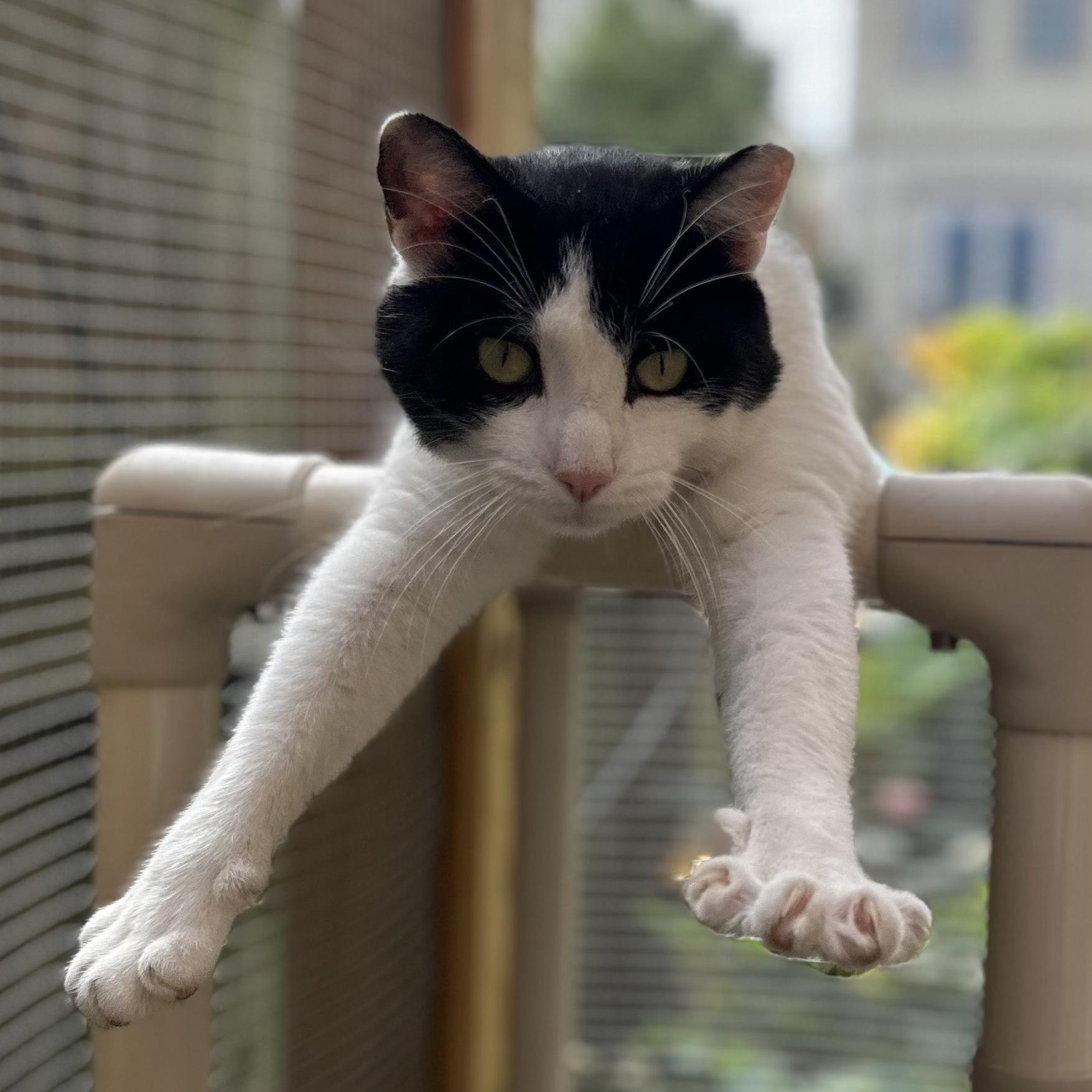 Orca, a Adoptable Domestic Short Hair in Frederick, MD image 1/4