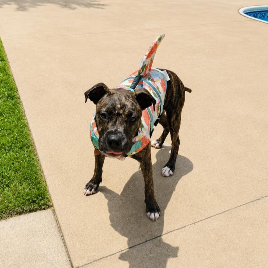 Enlarge Blue, a ADOPTABLE Boxer in CLARKSVILLE, TN image 1/1