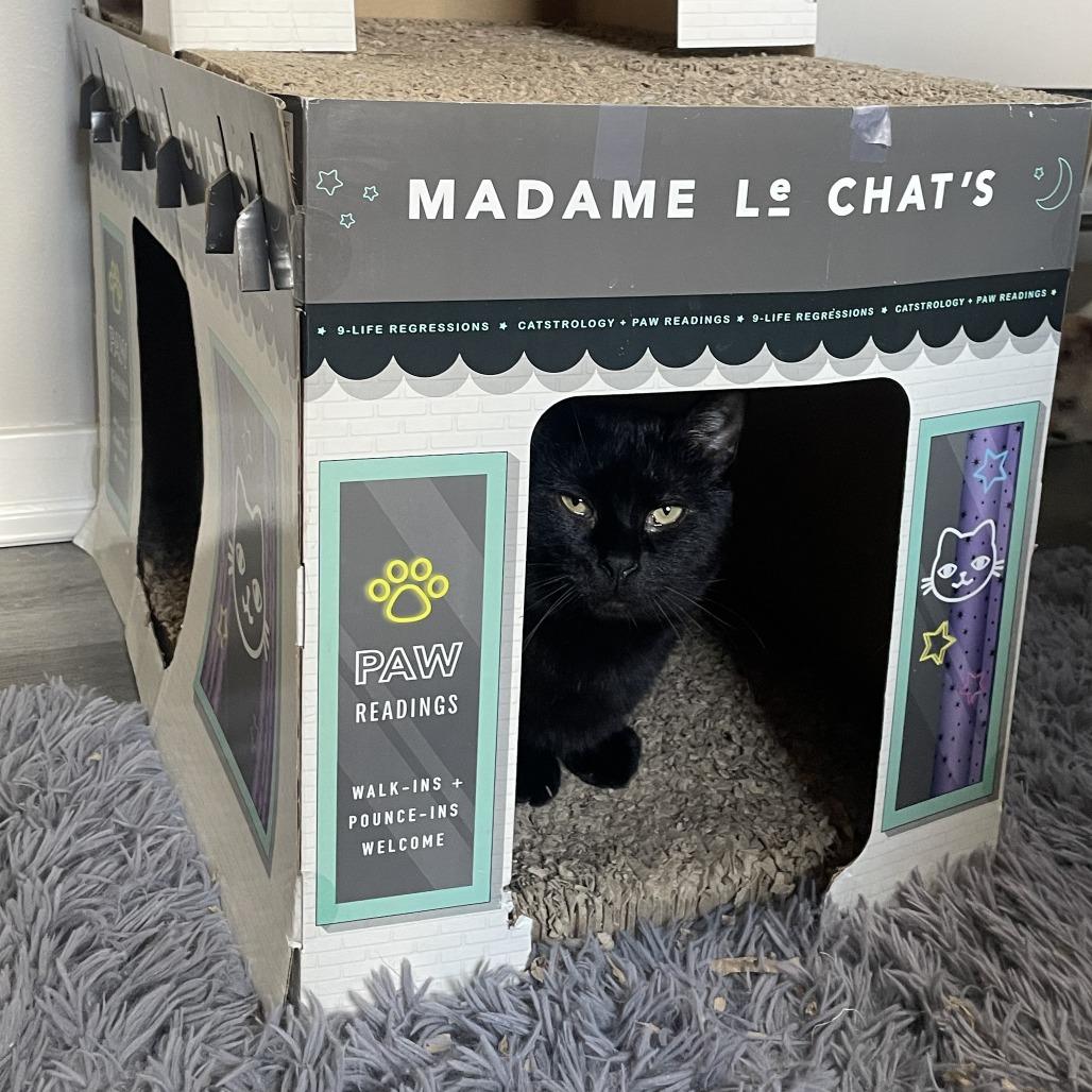 Enlarge Suomi, a Adoptable Domestic Short Hair in Gibsonia, PA image 1/6