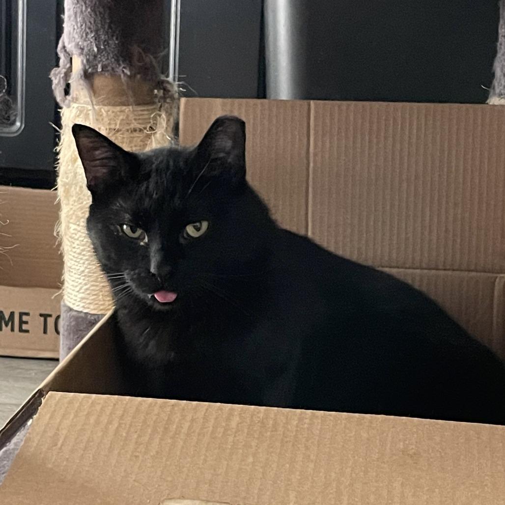 Suomi, Adoptable, Adult Male Domestic Short Hair.