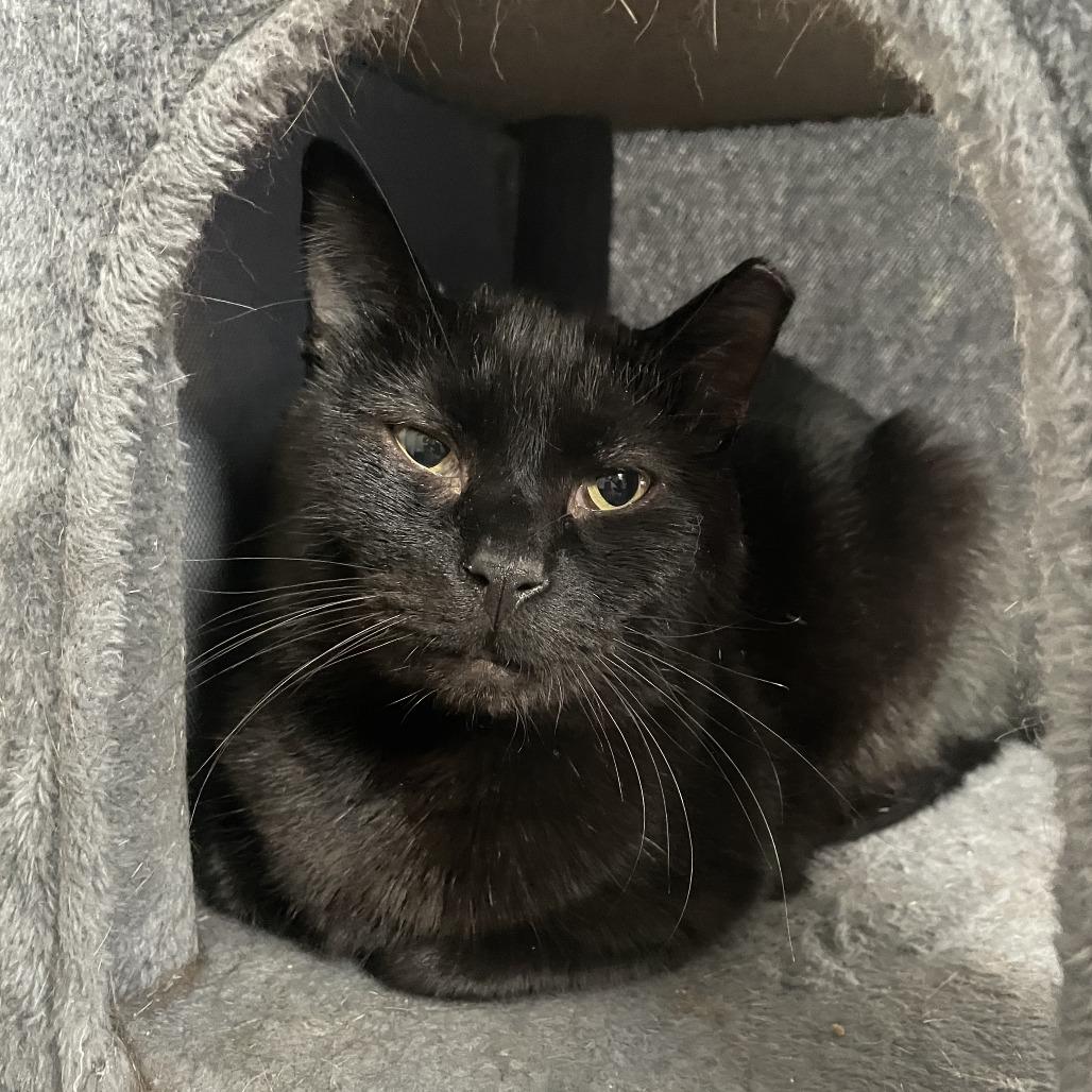 Enlarge Suomi, a Adoptable Domestic Short Hair in Gibsonia, PA image 3/6