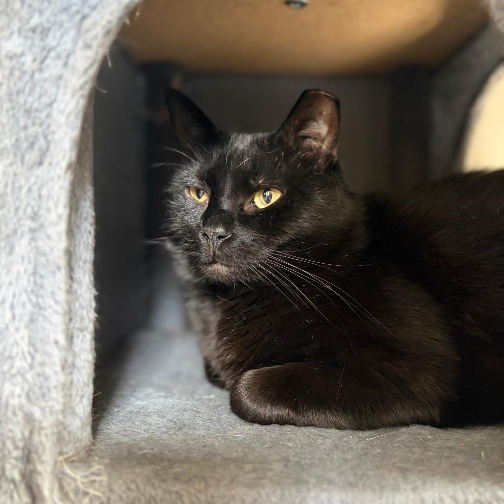 Enlarge Suomi, a Adoptable Domestic Short Hair in Gibsonia, PA image 2/6