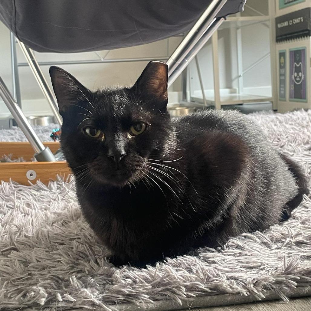 Enlarge Suomi, a Adoptable Domestic Short Hair in Gibsonia, PA image 4/6