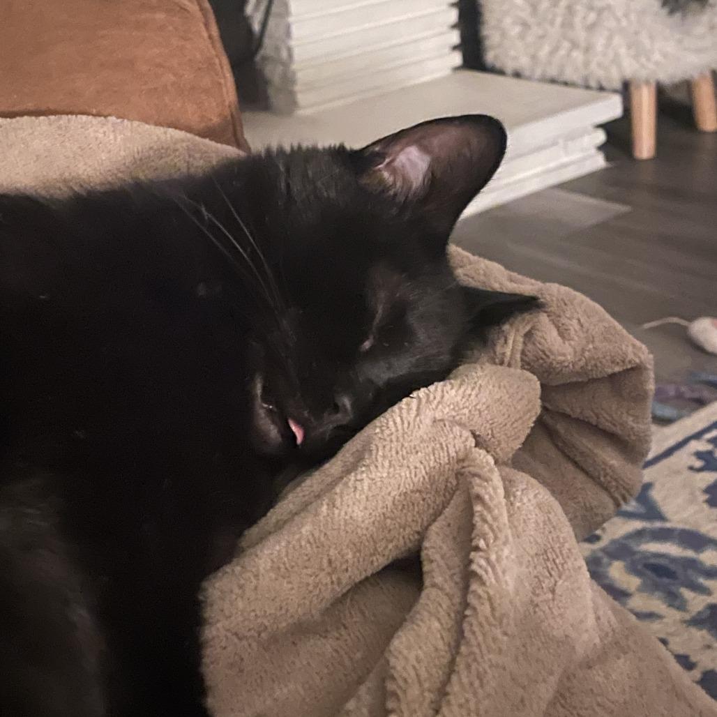 Enlarge Suomi, a Adoptable Domestic Short Hair in Gibsonia, PA image 4/6