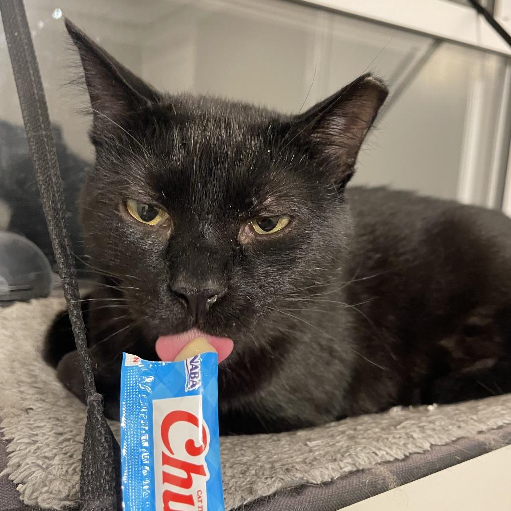 Enlarge Suomi, a Adoptable Domestic Short Hair in Gibsonia, PA image 5/6