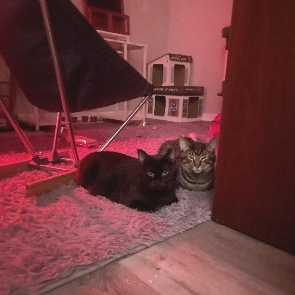 Enlarge Suomi, a Adoptable Domestic Short Hair in Gibsonia, PA image 6/6