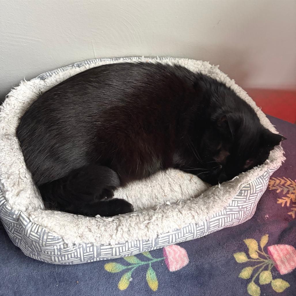 Enlarge Suomi, a Adoptable Domestic Short Hair in Gibsonia, PA image 6/6