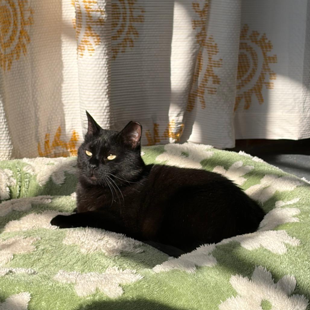 Suomi, a Adoptable Domestic Short Hair in Gibsonia, PA image 5/6