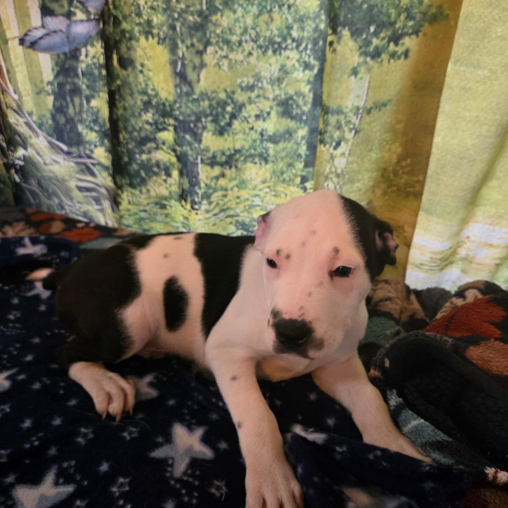 Enlarge Manny, a Adoptable Hound in Lima, OH image 2/2