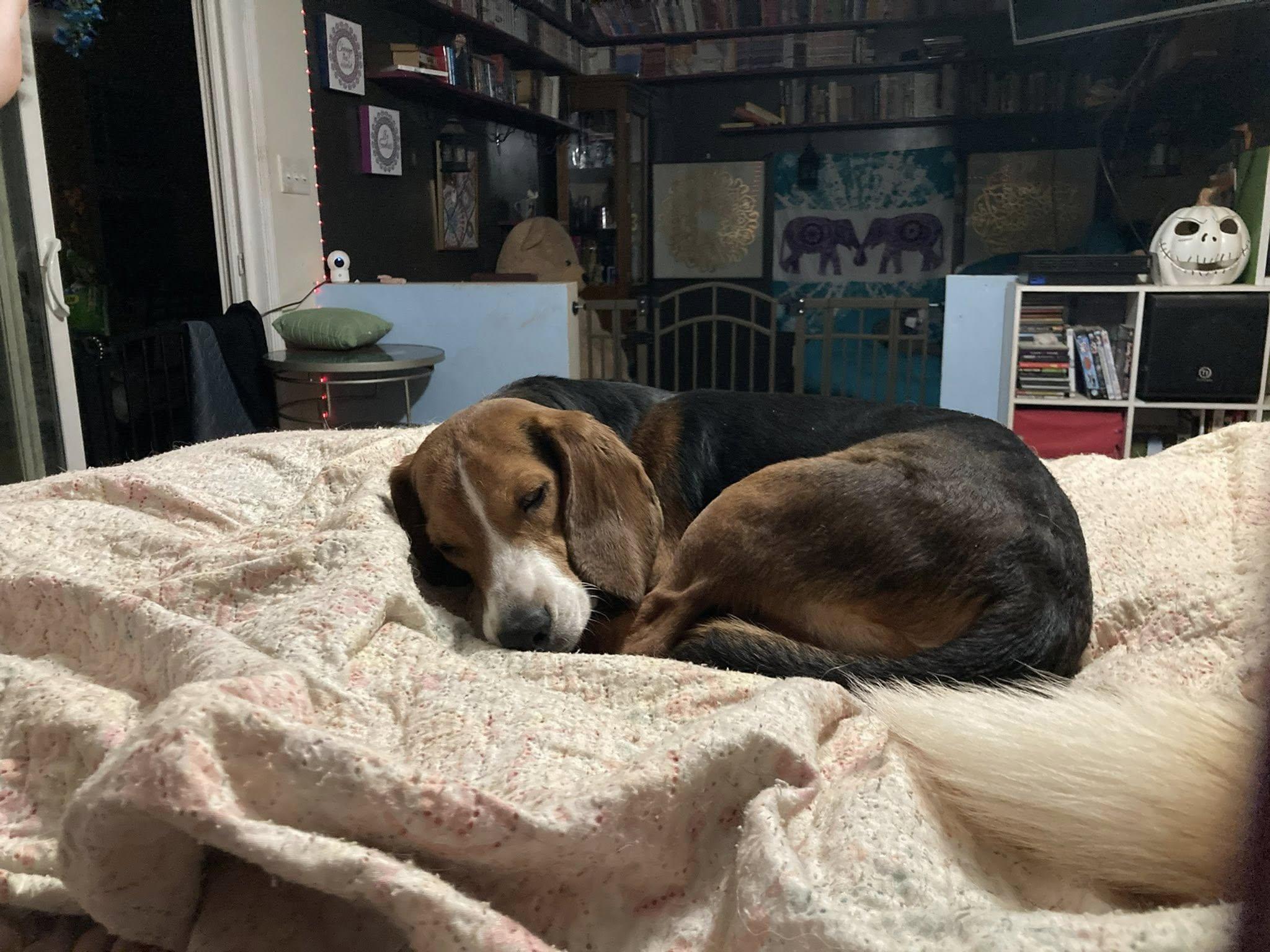 Enlarge Jack Frost, a ADOPTABLE Beagle in Williamsburg, VA image 5/6