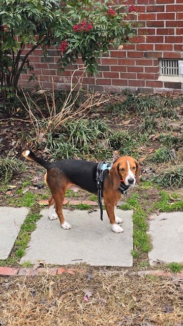 Enlarge Jack Frost, a ADOPTABLE Beagle in Williamsburg, VA image 4/6
