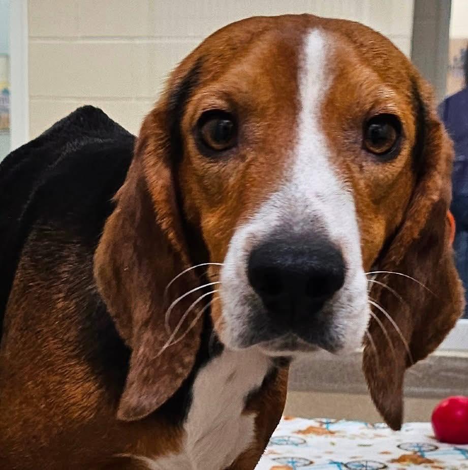 Enlarge Jack Frost, a ADOPTABLE Beagle in Williamsburg, VA image 2/6