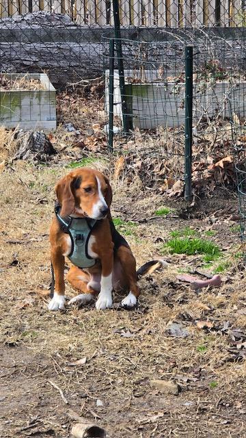 Enlarge Jack Frost, a ADOPTABLE Beagle in Williamsburg, VA image 6/6