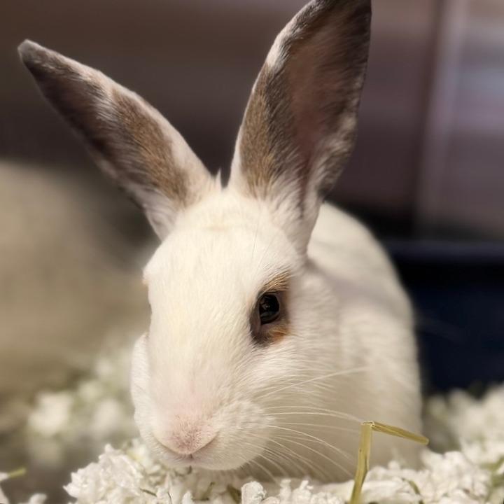 Rosemary, Adoptable, Baby Female American.