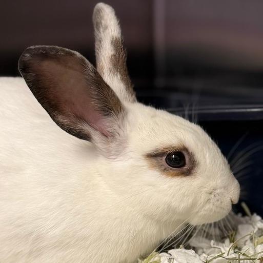 Enlarge Rosemary, a Adoptable American in Pittsford, VT image 2/2