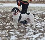 Avi, a Adoptable Mixed Breed in Oskaloosa, IA image 1/3