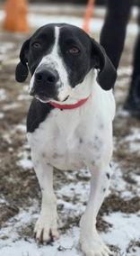 Avi, a Adoptable Mixed Breed in Oskaloosa, IA image 3/3