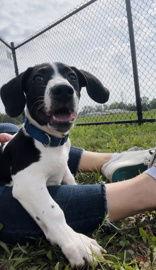 Avocado, a Adoptable Mixed Breed in Oskaloosa, IA image 1/3