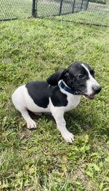 Avocado, a Adoptable Mixed Breed in Oskaloosa, IA image 2/3